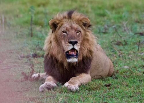 Magnificent Maasai Mara Photographic Safari